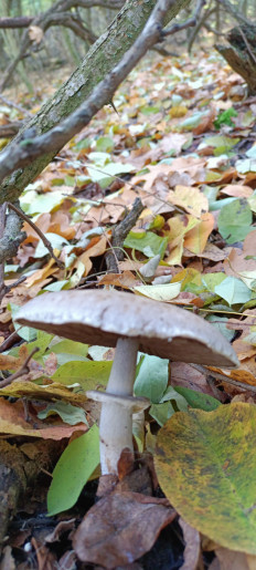 Гриб из Киев