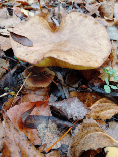 Гриб из Острогожск