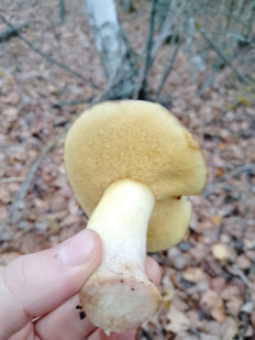 Гриб из Острогожск