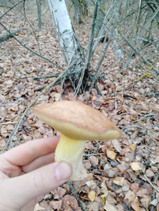 Гриб из Острогожск