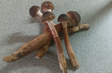 Гриб из Алушта