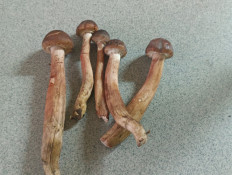 Гриб из Алушта