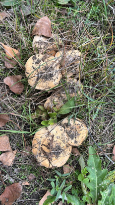 Гриб из Ростовская область