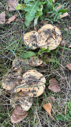 Гриб из Ростовская область