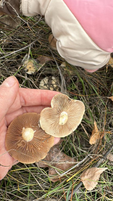 Гриб из Ростовская область