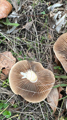 Гриб из Ростовская область