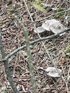 Гриб из Кировоград