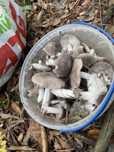 Гриб из Кировоград