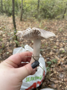 Гриб из Кировоград