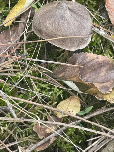 Гриб из Кировоград