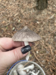 Гриб из Кировоград