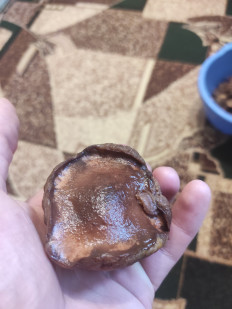 Гриб из Вільногірськ