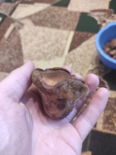 Гриб из Вільногірськ