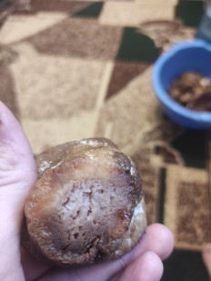 Гриб из Вільногірськ