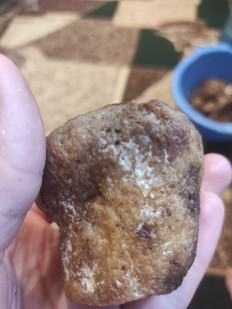 Гриб из Вільногірськ