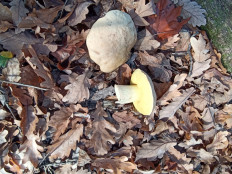 Гриб из Крымск