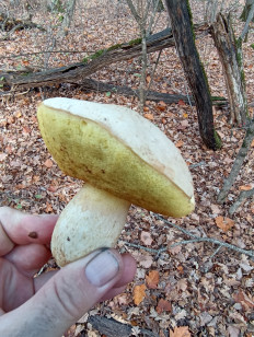 Гриб из Крымск