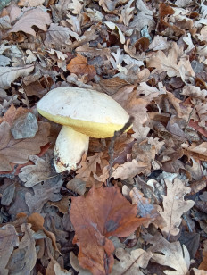 Гриб из Крымск