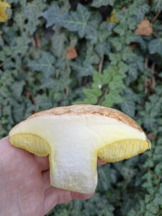 Гриб из Крымск