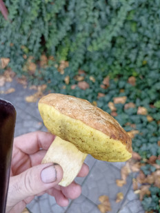 Гриб из Крымск