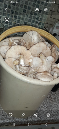 Гриб из Керчь