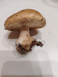 Гриб из Москва