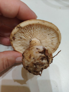 Гриб из Москва