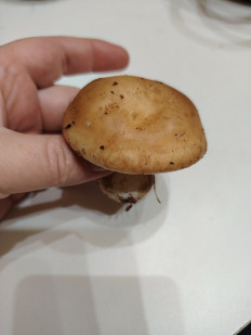 Гриб из Москва