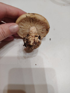 Гриб из Москва