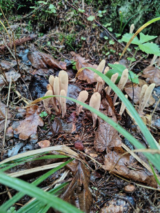 Гриб из москва