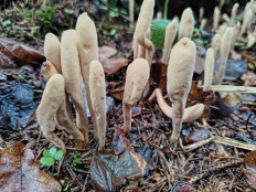 Гриб из москва