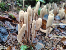 Гриб из москва