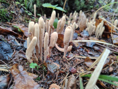 Гриб из москва