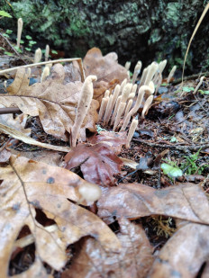 Гриб из москва