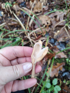 Гриб из москва