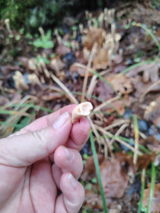 Гриб из москва