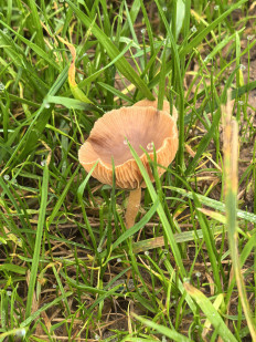 Гриб из Шишкин Лес