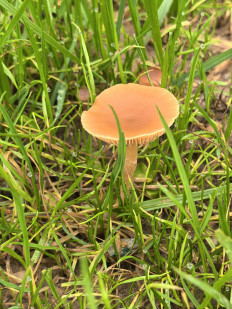 Гриб из Шишкин Лес