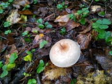 Гриб из Москва