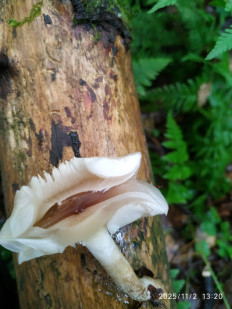 Гриб из Москва