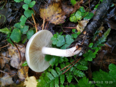 Гриб из Москва