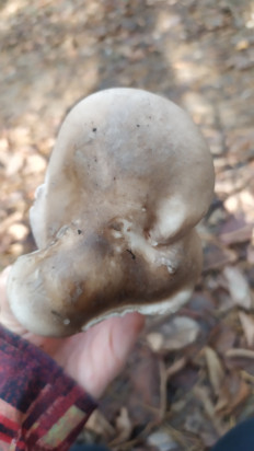 Гриб из Тульская область