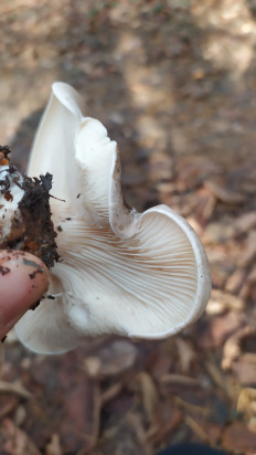 Гриб из Тульская область