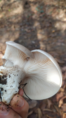 Гриб из Тульская область