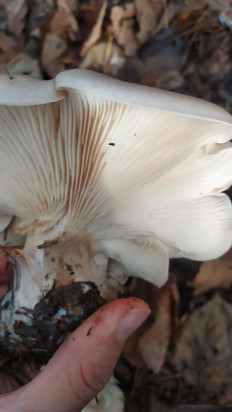 Гриб из Тульская область