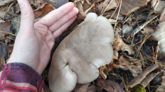 Гриб из Тульская область