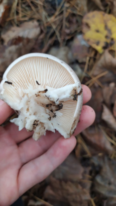 Гриб из Тульская область