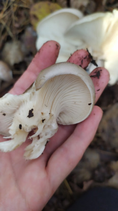 Гриб из Тульская область