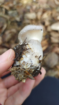 Гриб из Тульская область