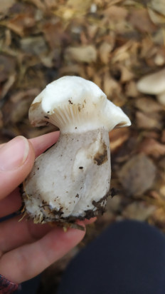 Гриб из Тульская область